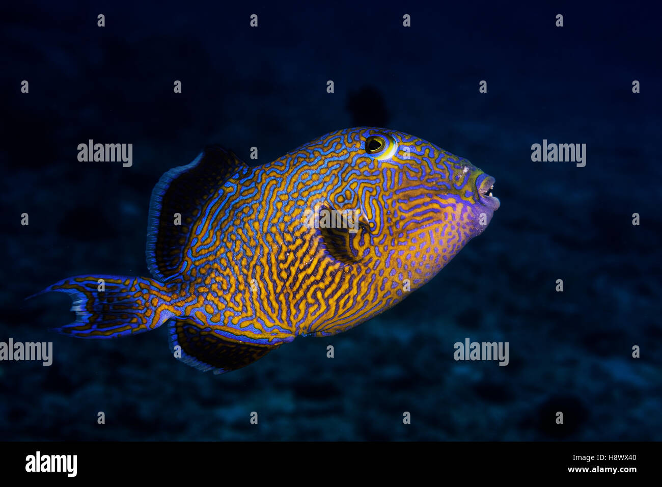 Yellow-spotted triggerfish (Pseudobalistes fuscus) on the outer slope of the barrier, La Réunion, Indian Ocean Stock Photo
