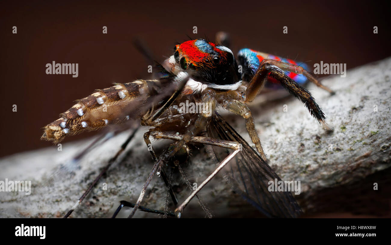 Male Peacock Jumping Spider eating a mosquito Australia Stock Photo Alamy
