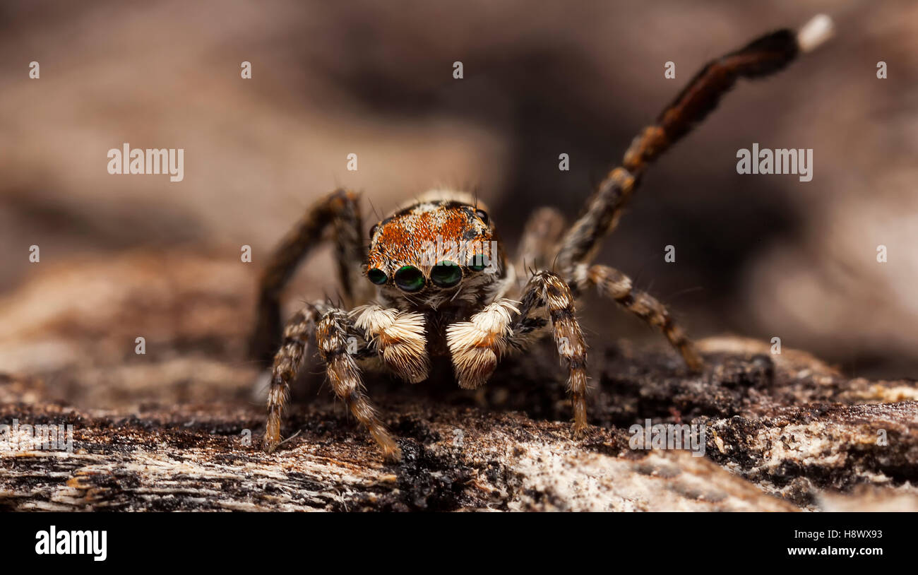 Male peacock spider hi-res stock photography and images - Alamy