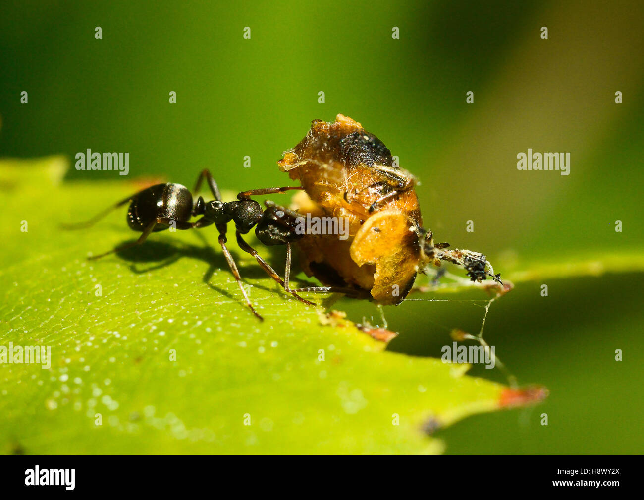Nymph and imago hi-res stock photography and images - Alamy