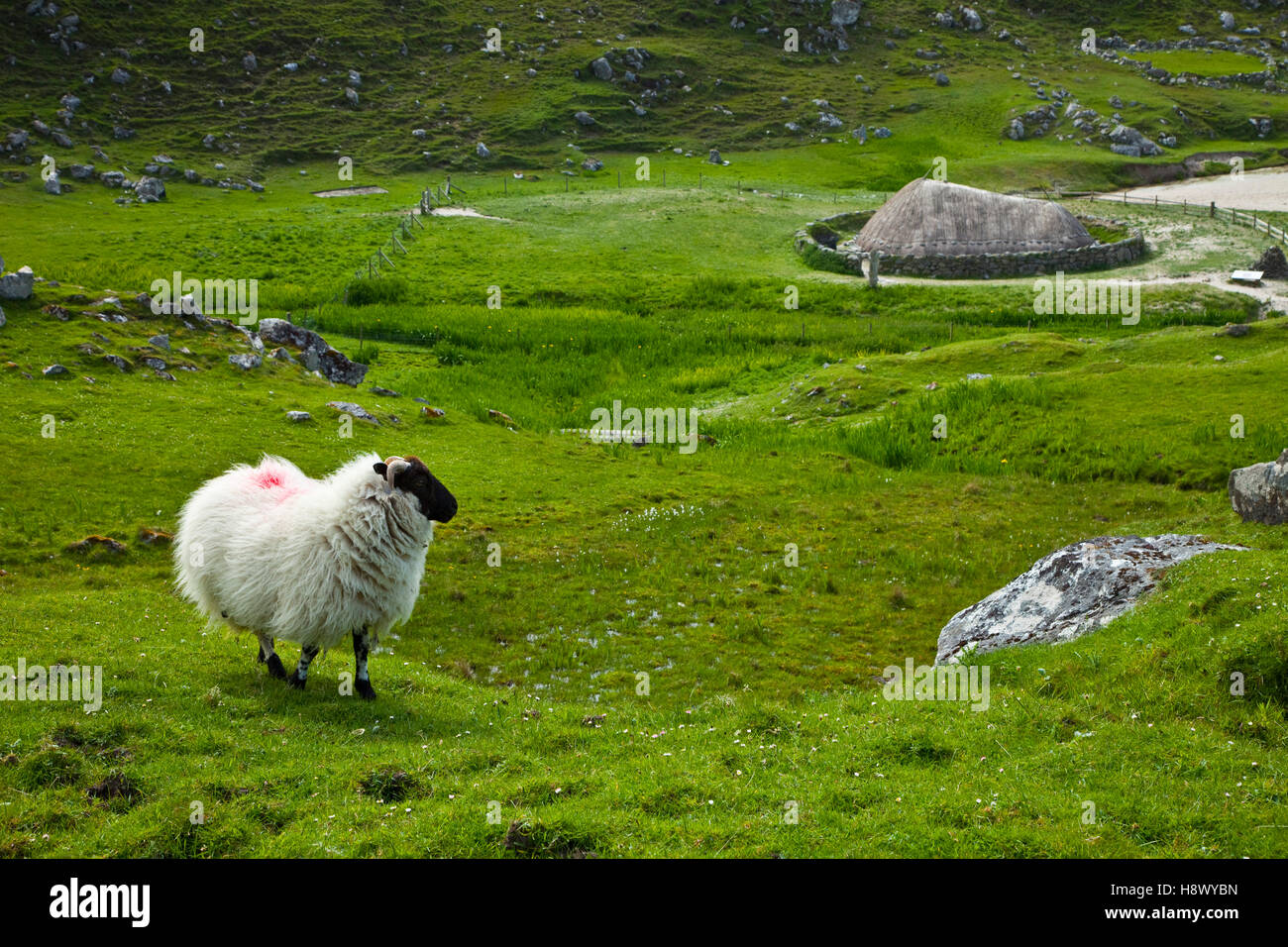 Sheep and Iron Age village - Lewis island Hebrides Scotland Stock Photo