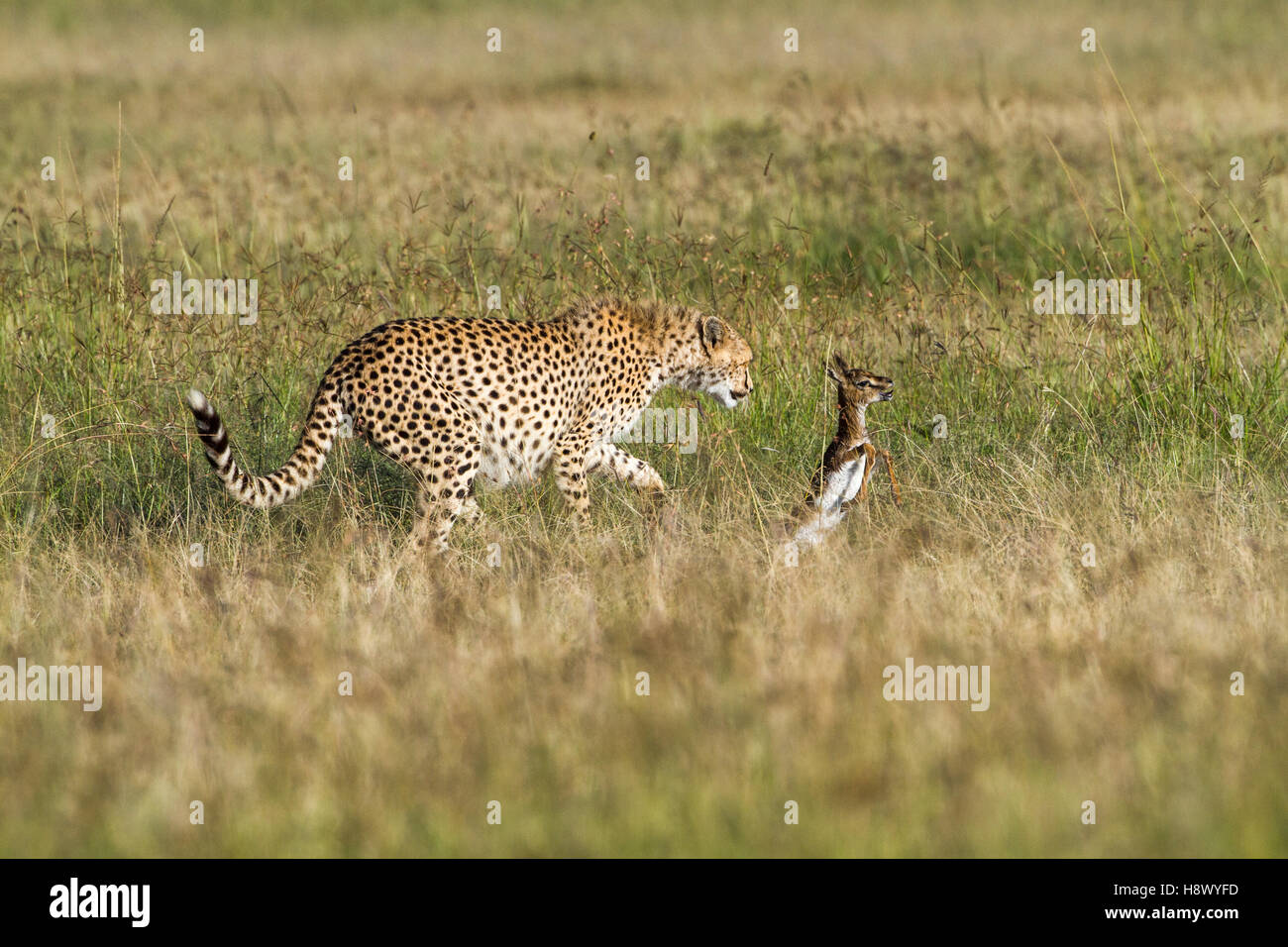 Cheetah and Thomson's Gazelle newborn - Masai Mara Kenya Stock Photo ...