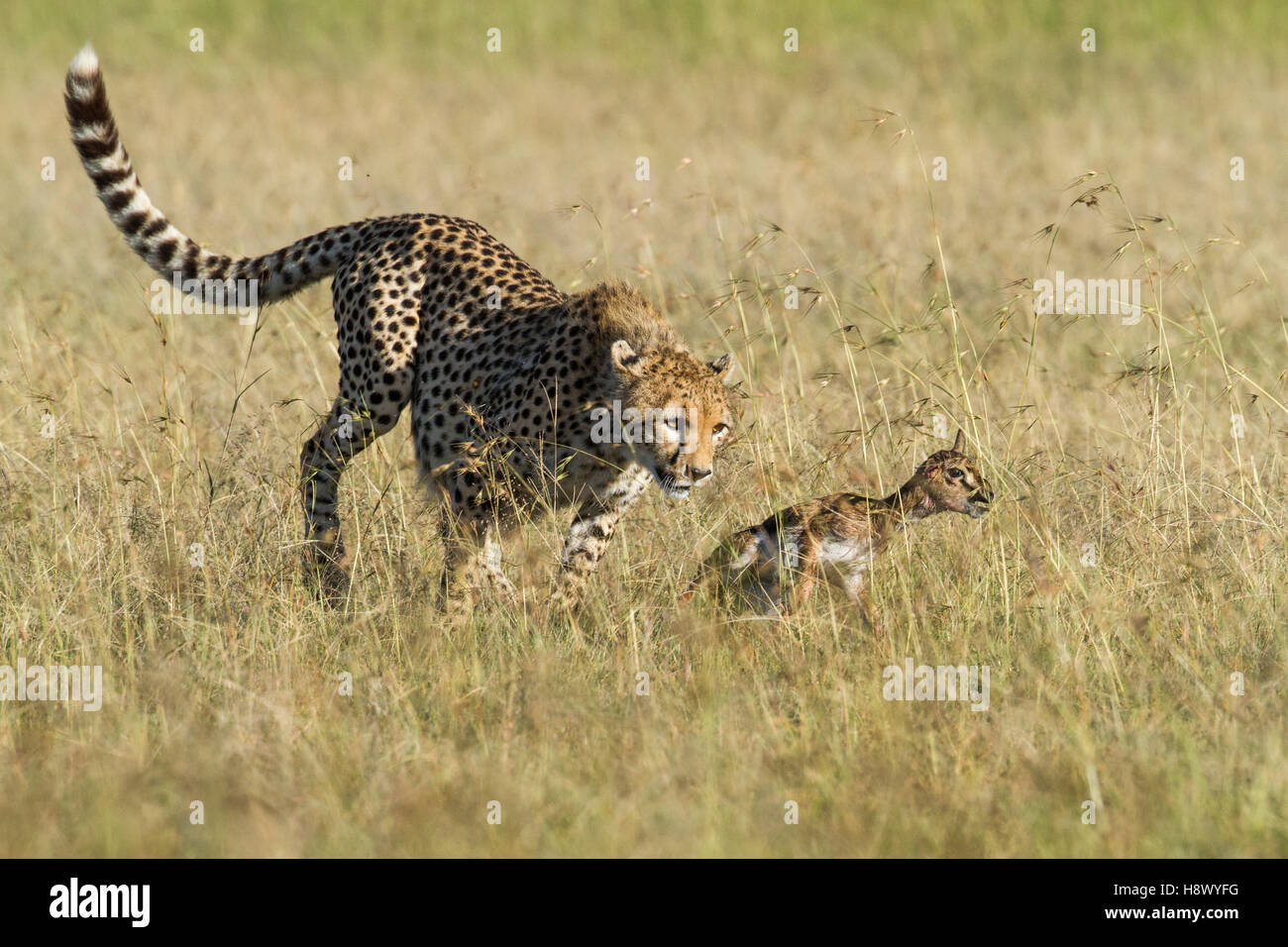 Cheetah and Thomson's Gazelle newborn - Masai Mara Kenya Stock Photo ...