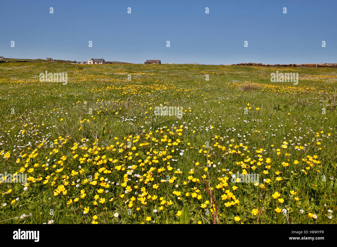 Meadow; Stromness; Orkney; UK Stock Photo