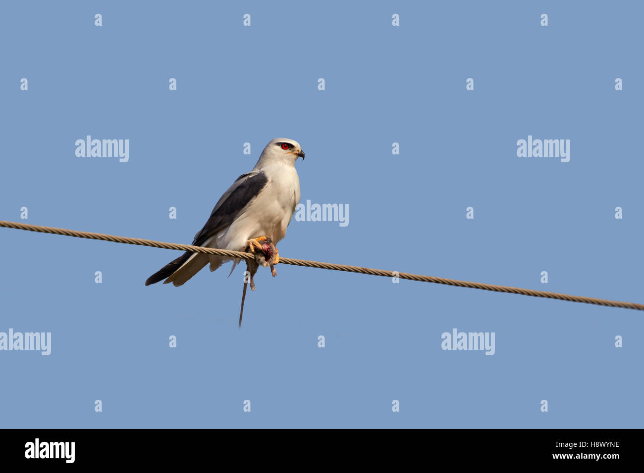 Black-winged Kite and prey - Little Rann of Kutch India Stock Photo