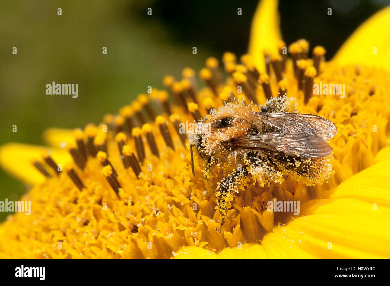 Brown Bumblebee covered with pollen on Sunflower Stock Photo - Alamy