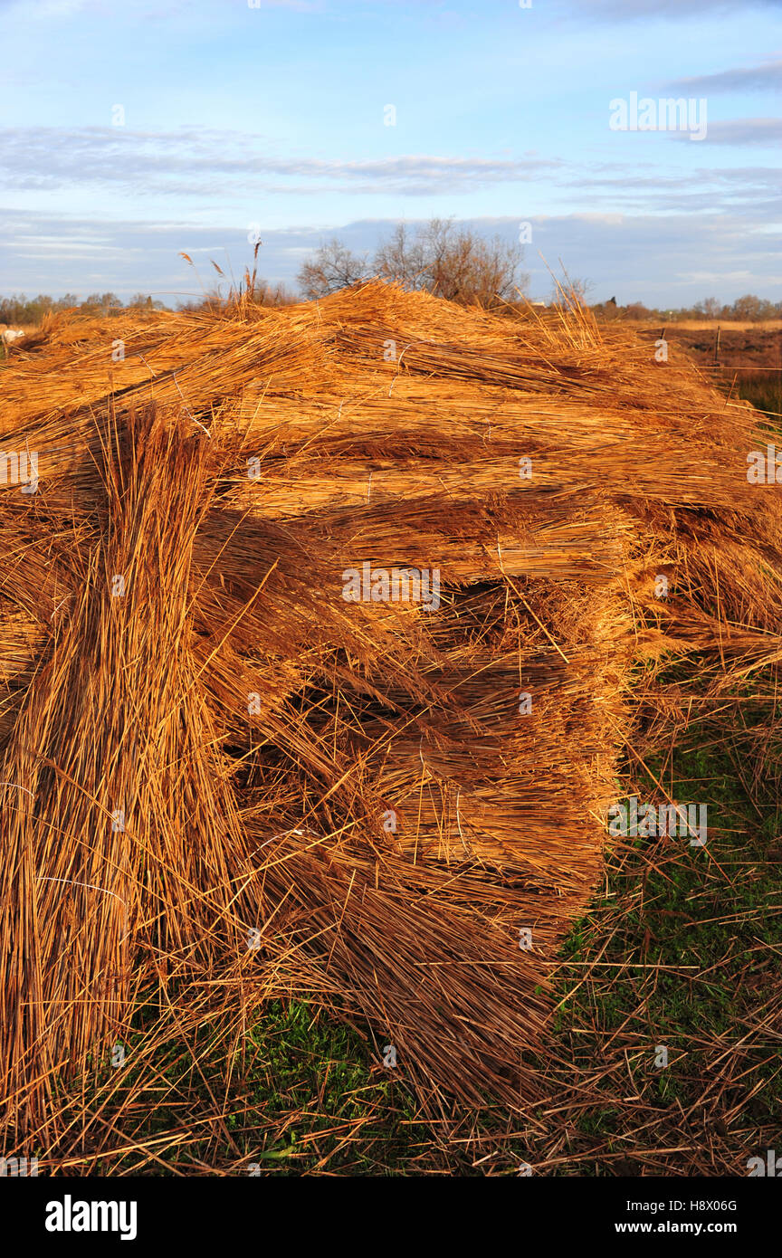 Bundles of reeds - Camargue France Stock Photo - Alamy