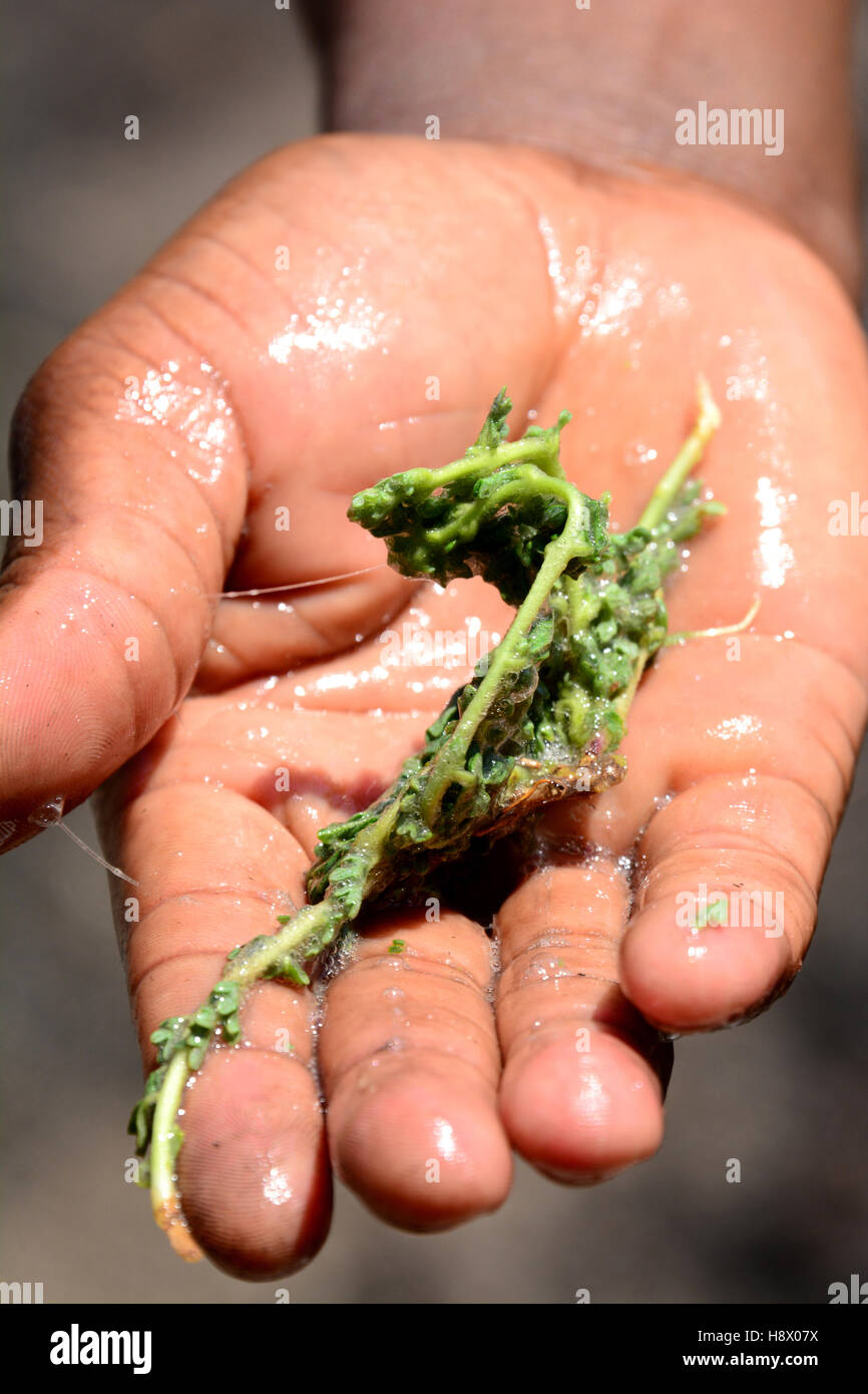 The bush soap is a plant used by the local Matobo Zimbabwe Stock