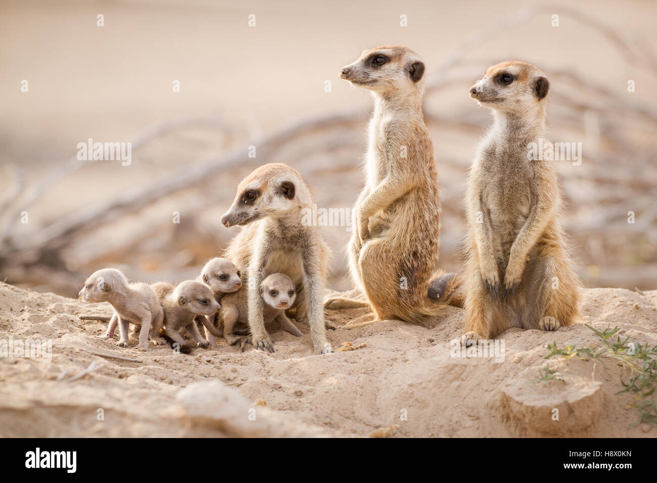 meerkats-with-very-young-pups-kalahari-south-africa-stock-photo-alamy
