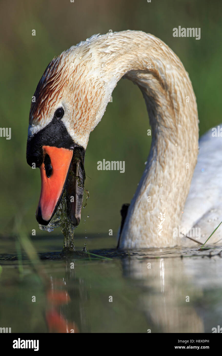 Portrait of Mute Swan eating Dombes France Stock Photo Alamy