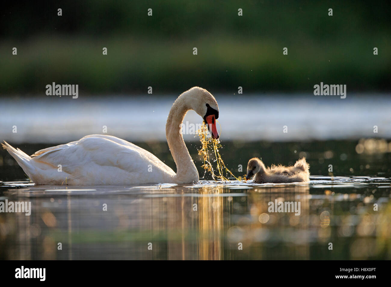 Mute Swan and young eating on the water France Stock Photo Alamy