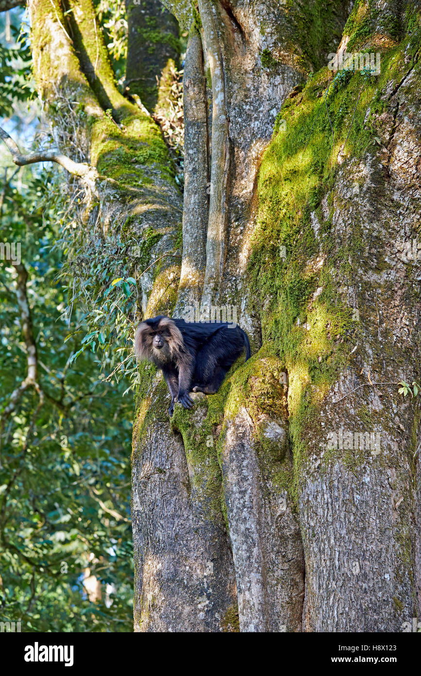 Dominant male Lion-tailed Macaque - Nilgiris Hills India Stock Photo