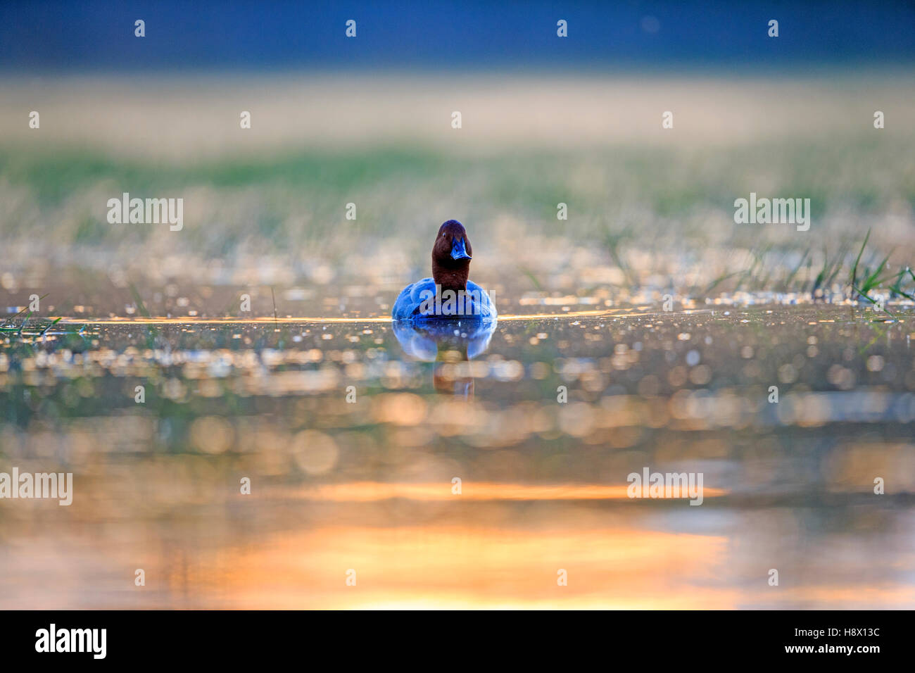 Common Pochard male on water at dawn - La Dombes France Stock Photo