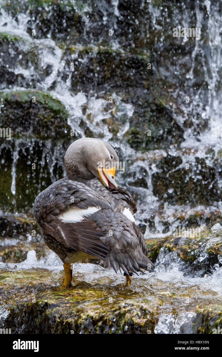 Flightless Steamerduck bathing in cascade Stock Photo - Alamy