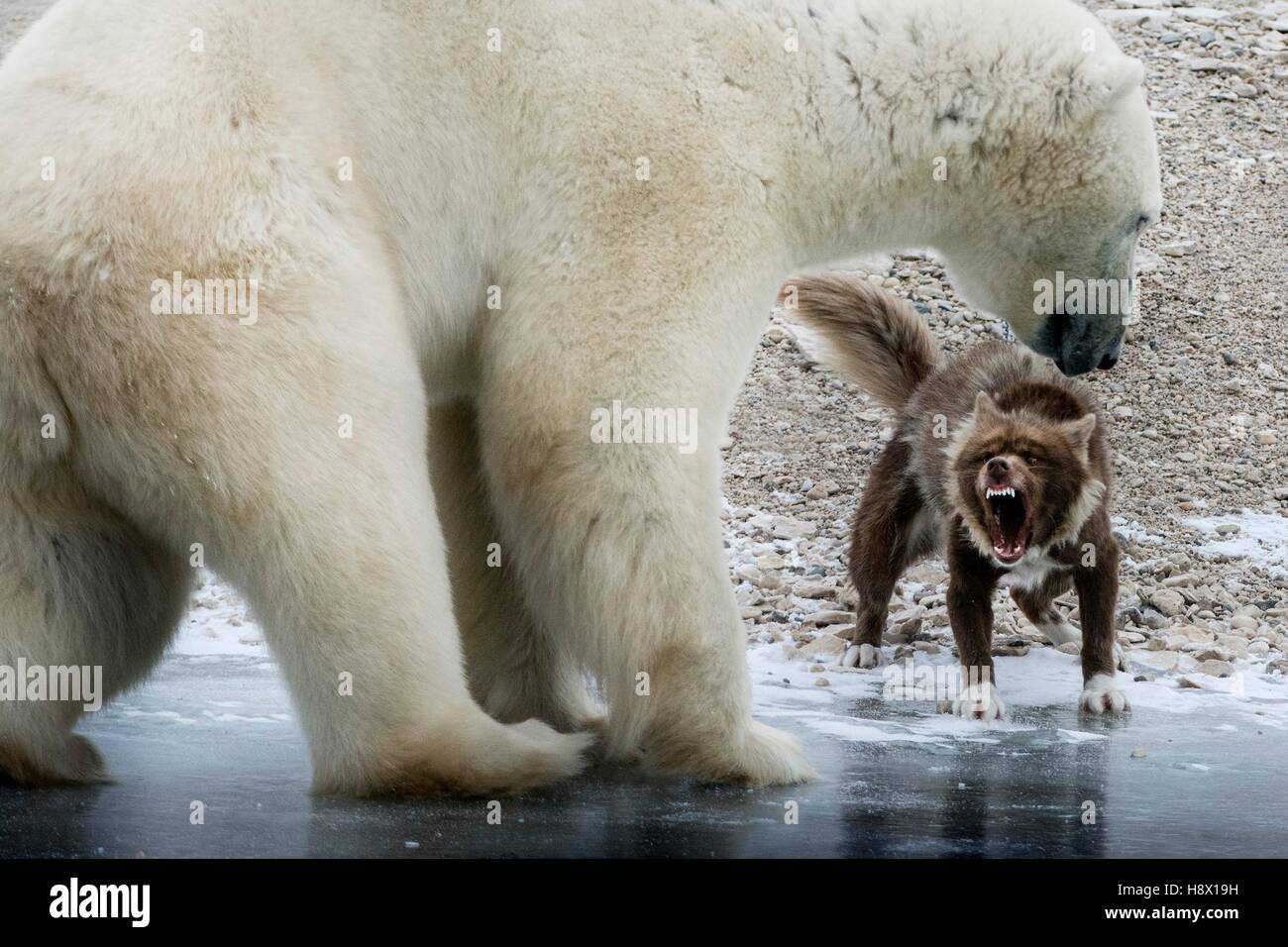 A polar bear is approaching a sled dog Stock Photo - Alamy