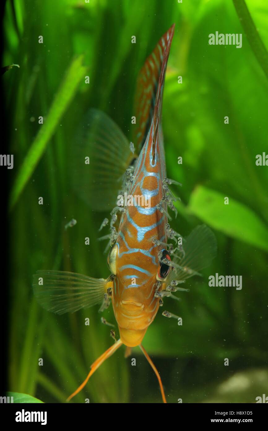(Symphysodon aequifasciatus) Discus fry feeding on mucus secreted by their parents. In illustration male discus with his young. Stock Photo