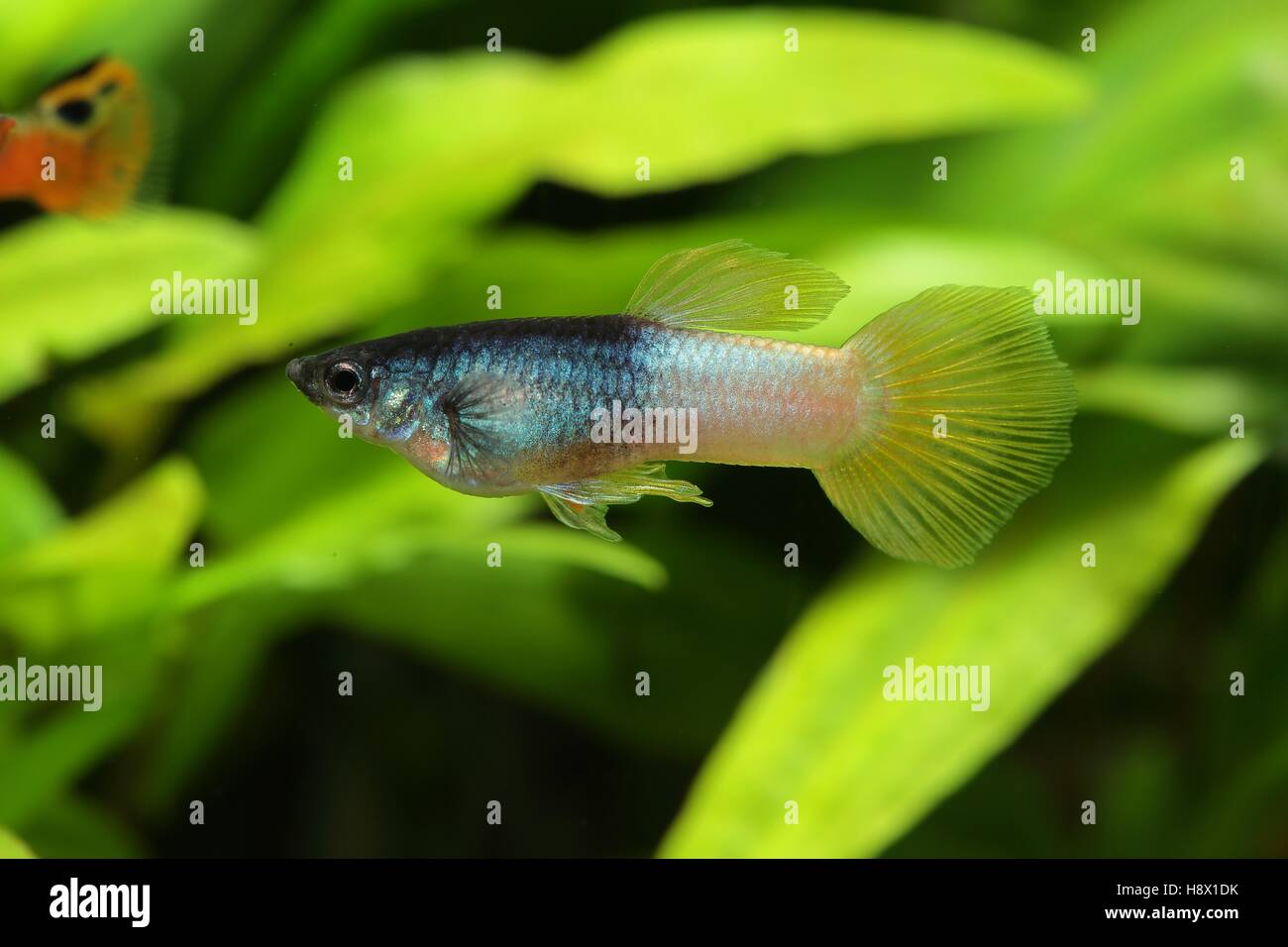(Poecilia reticulata) Guppy male, called bee variety Stock Photo