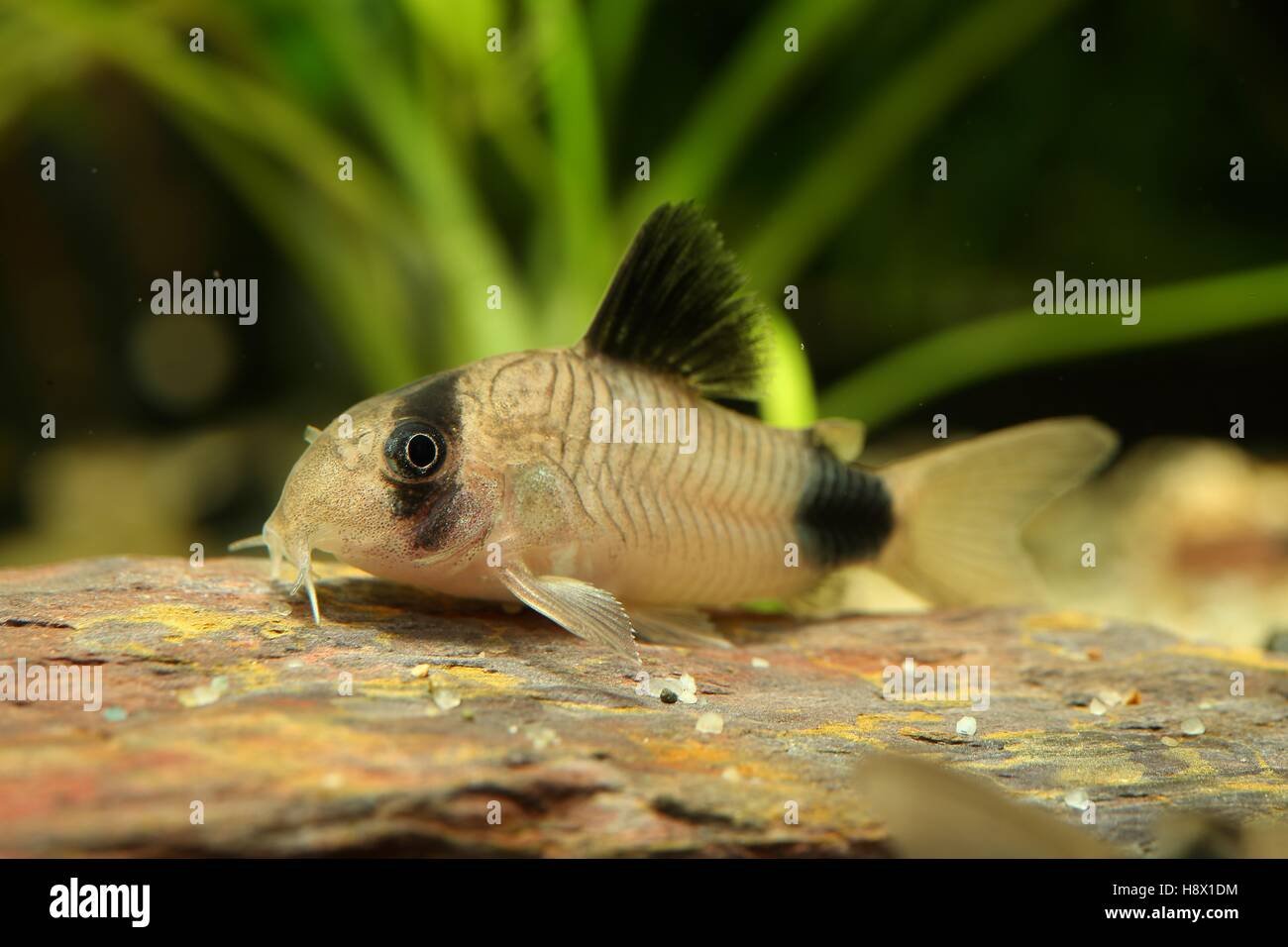 Panda Cory Catfish