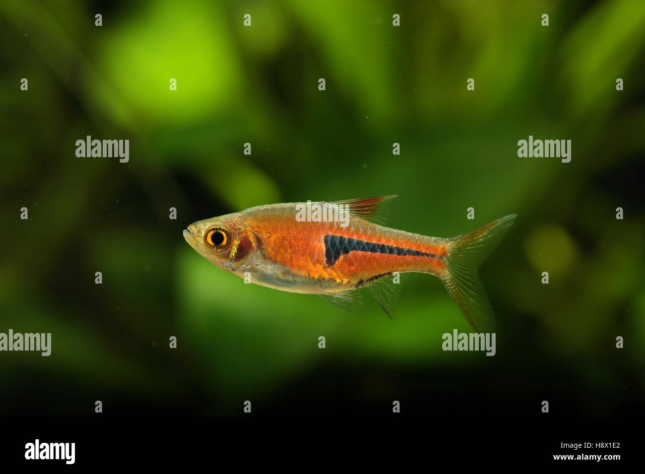 (Trigonostigma espei), rasbora male swimming in aquarium Stock Photo ...