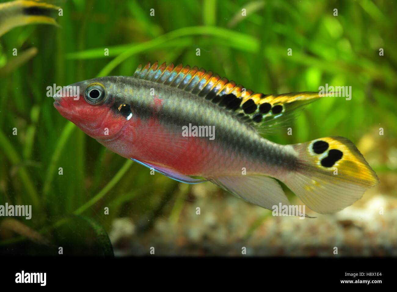 Pelvicachromis pulcher), Male in color during the spawning period. Also  called pelvicachromis pulcher or Kribensis Stock Photo - Alamy