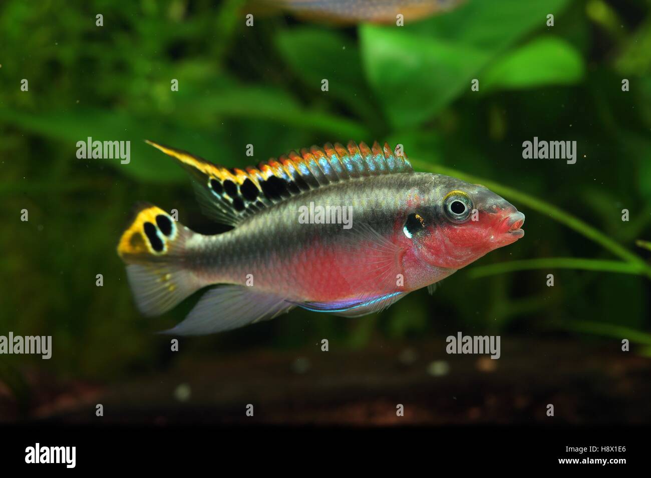 (Pelvicachromis pulcher), Male in color during the spawning period. Also called pelvicachromis pulcher or Kribensis Stock Photo