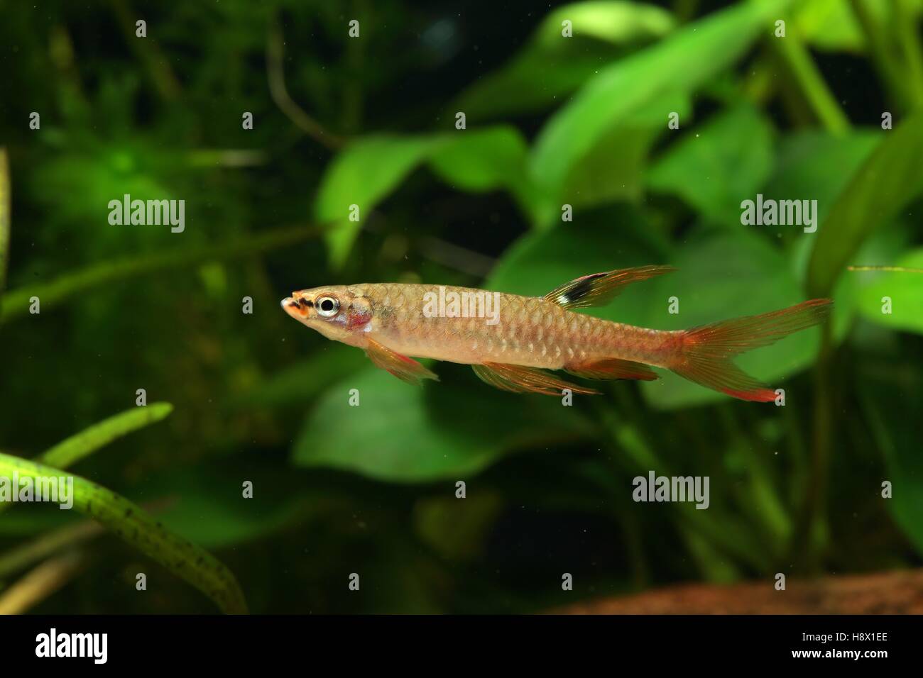 (Copella arnoldi), Male in aquarium Stock Photo