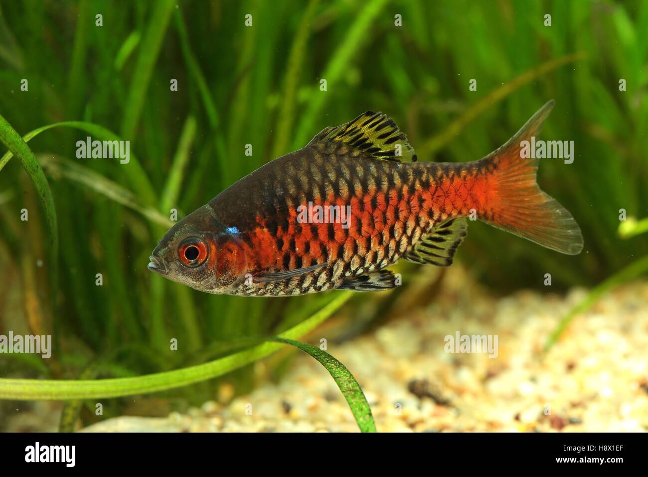 (Puntius ticto), male coloration. Picture taken in aquarium Stock Photo