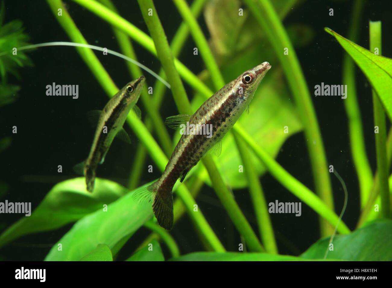 (Nannostomus eques), in his characteristic position. Image taken in aquarium Stock Photo