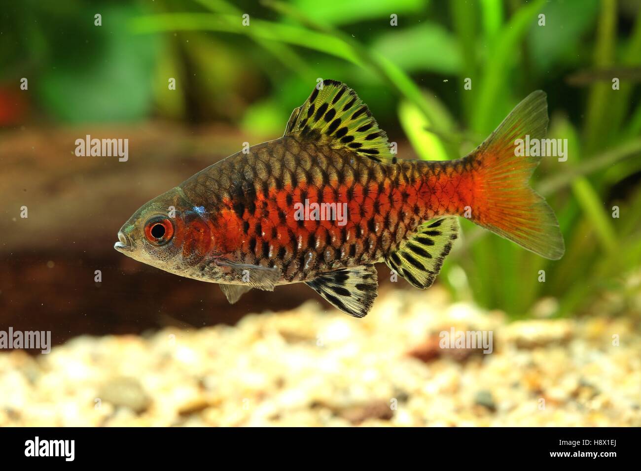 BARBEAU ticto (Puntius ticto), male in coloration. Picture taken in aquarium Stock Photo