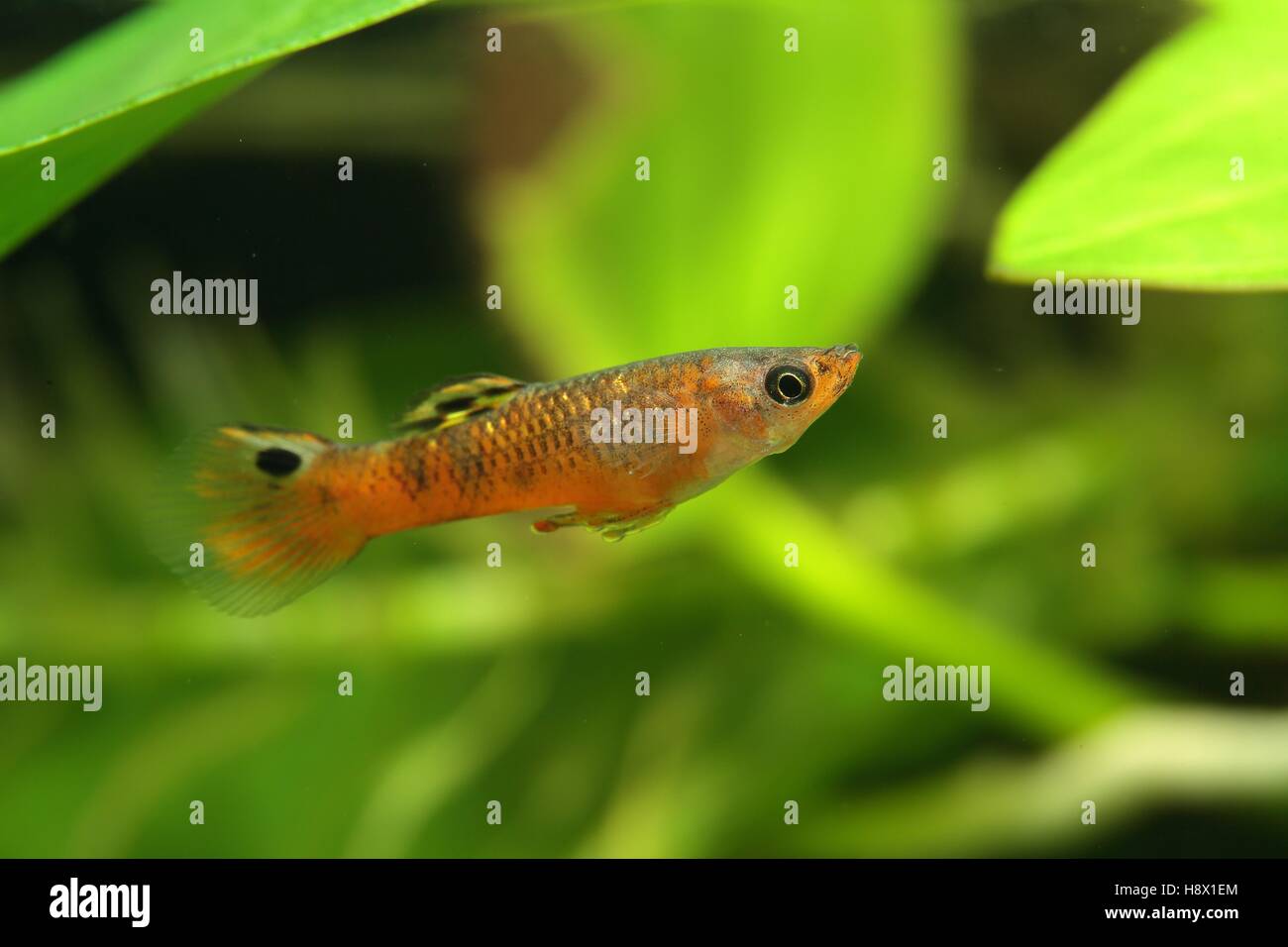 (Poecilia picta) male in aquarium. red variety Stock Photo