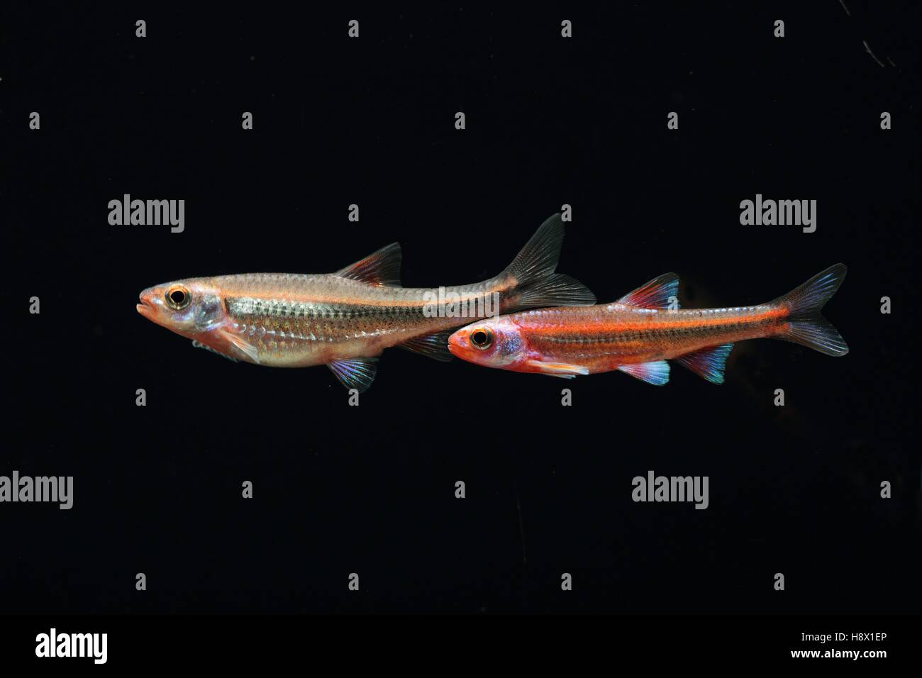 (Notropis Chrosomus), red coloration Couple a day before spawning Stock Photo