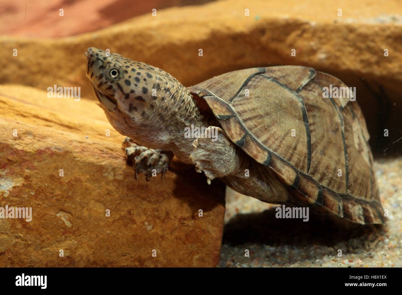 (Sternotherus carinatus) Razorbacked musk turtle in aquarium underwater Stock Photo Alamy