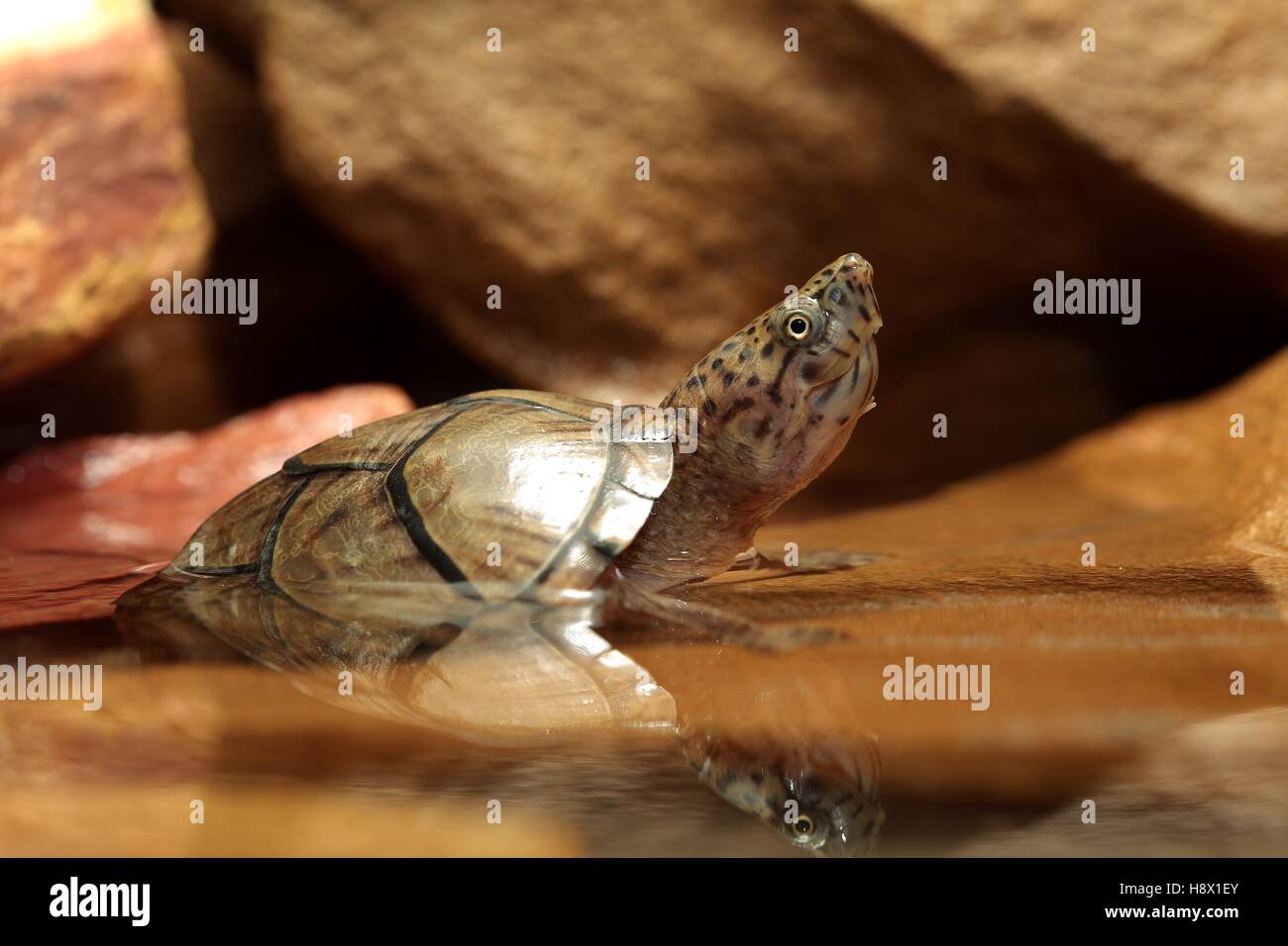 (Sternotherus carinatus),Razorbacked musk turtle taking half out of the water tank Stock Photo