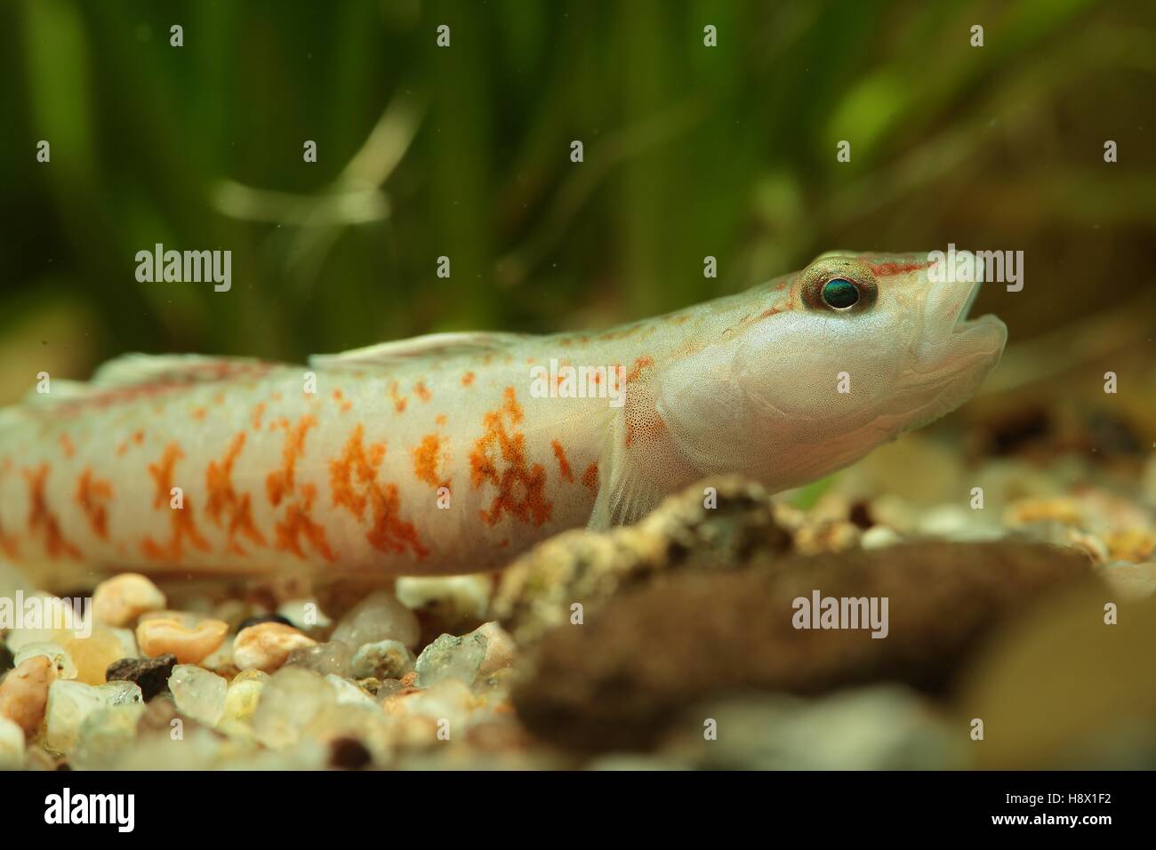 (Rhinogobius duospilus) Close up of a goby red neck Stock Photo