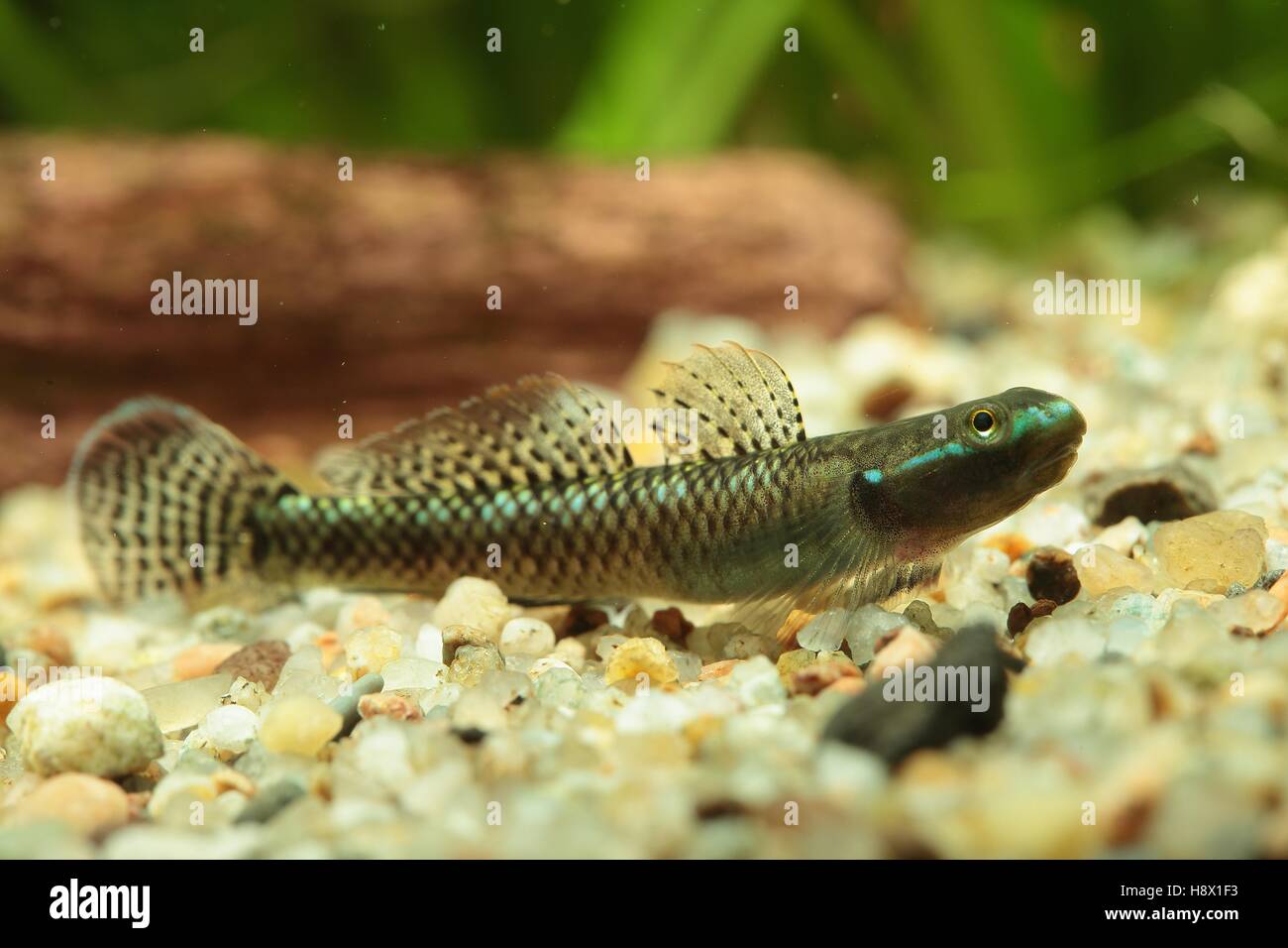 (Stiphodon atropurpureus) Stiphodon male in coloration in aquarium Stock Photo