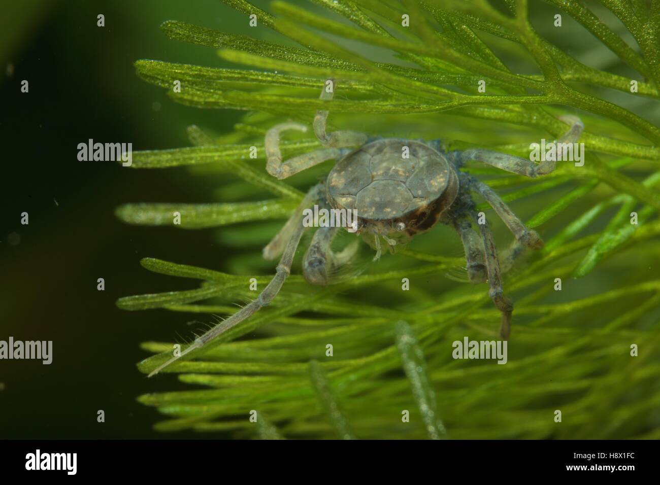 (Limnopilos naiyanetri), Crab spider on a Cabomba leaf aquarium Stock Photo