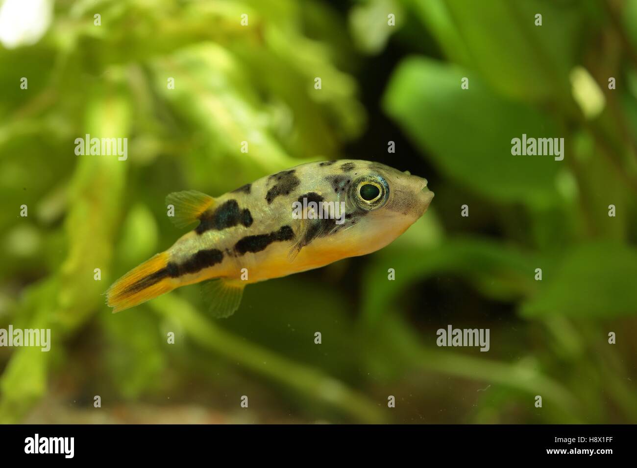 (Carinotetraodon travancoricus), dwarf pufferfish swimming in aquarium Stock Photo