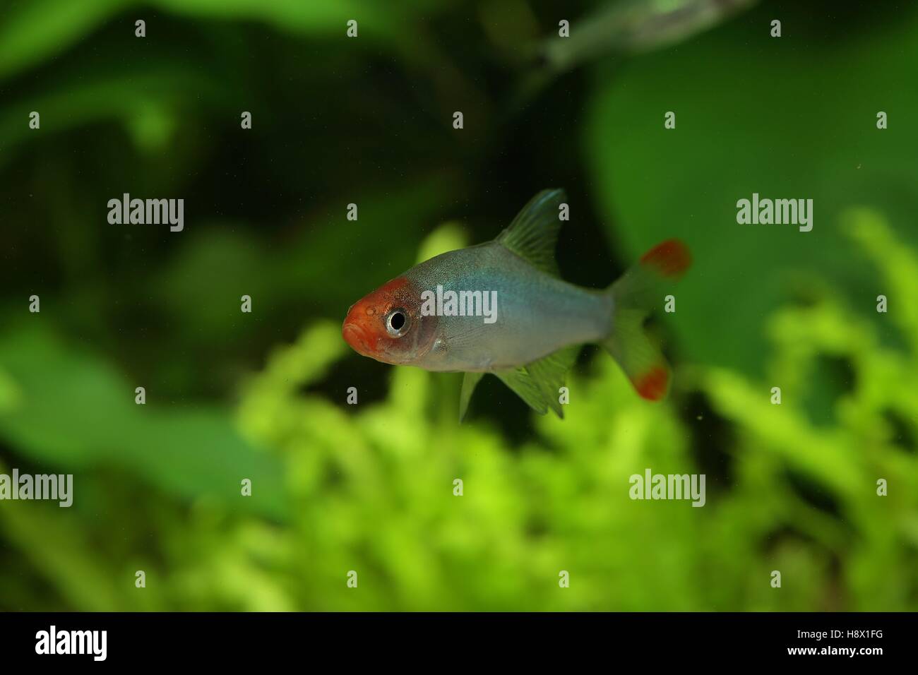 (Sawbwa resplendens) male in coloration in aquarium Stock Photo