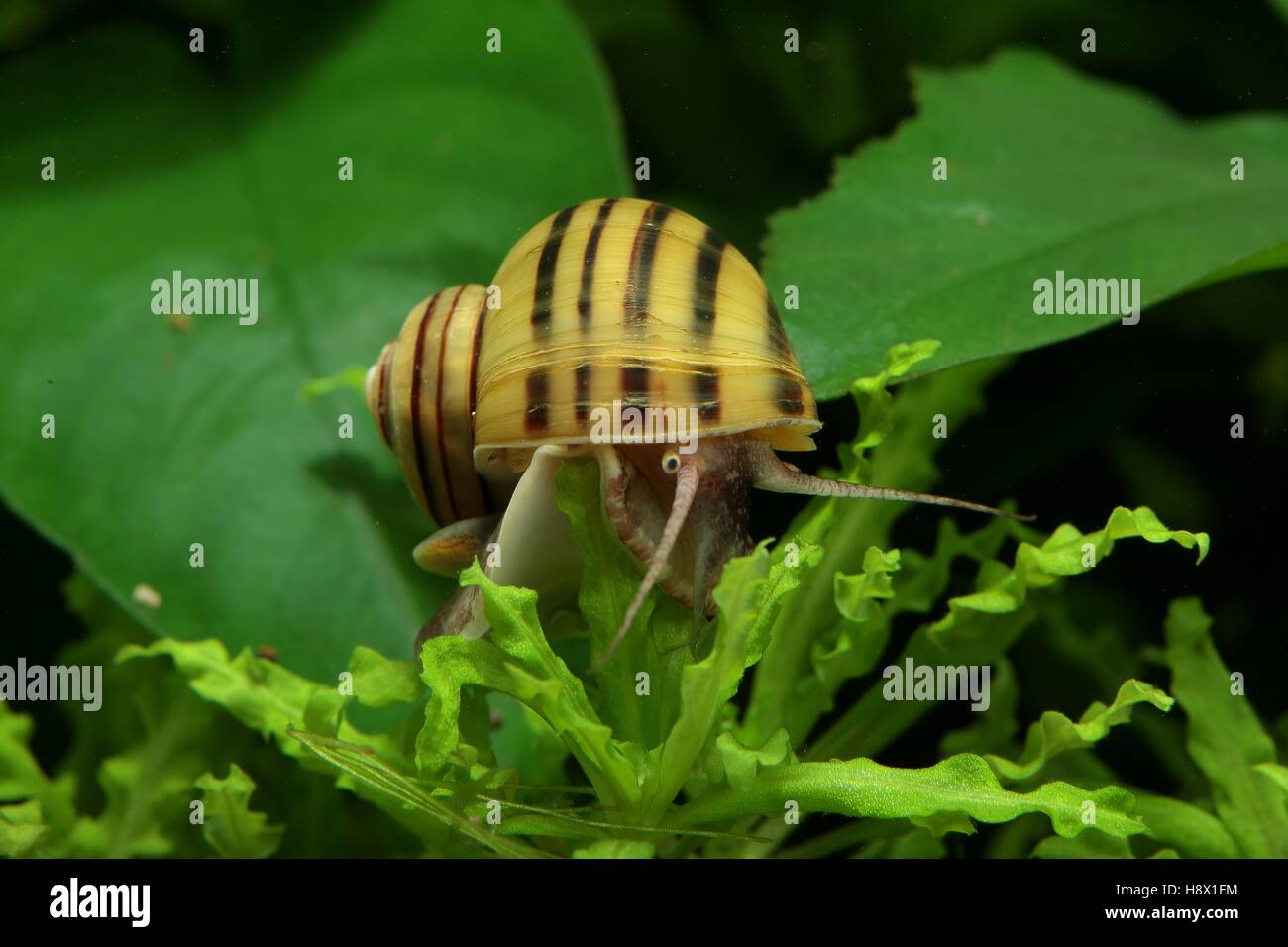 Hydras hi-res stock photography and images - Alamy Hydras hi-res stock photography and images - Alamy