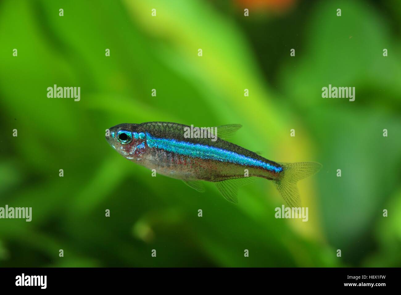 (Paracheirodon simulans),  blue Neon in aquarium Stock Photo