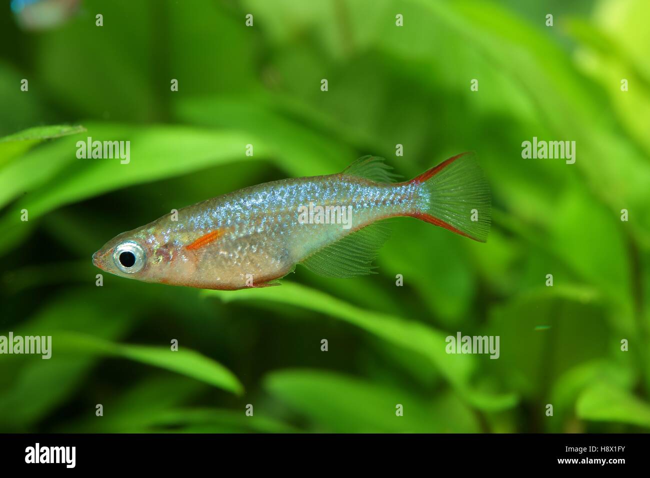 (Oryzias woworae), Male in coloration swimming in aquarium Stock Photo