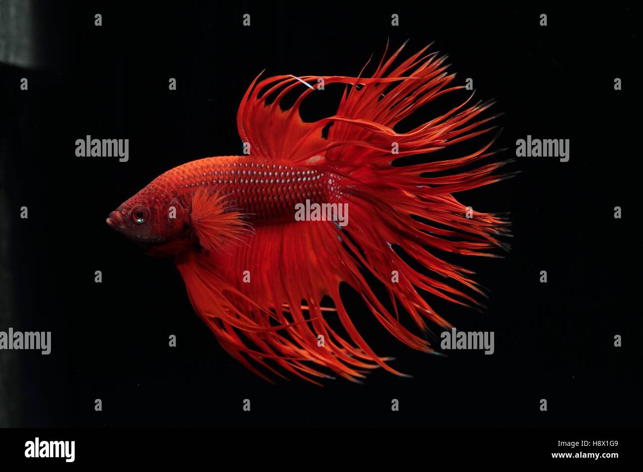 (Betta splendens), male on black background. crown tail red variety Stock Photo