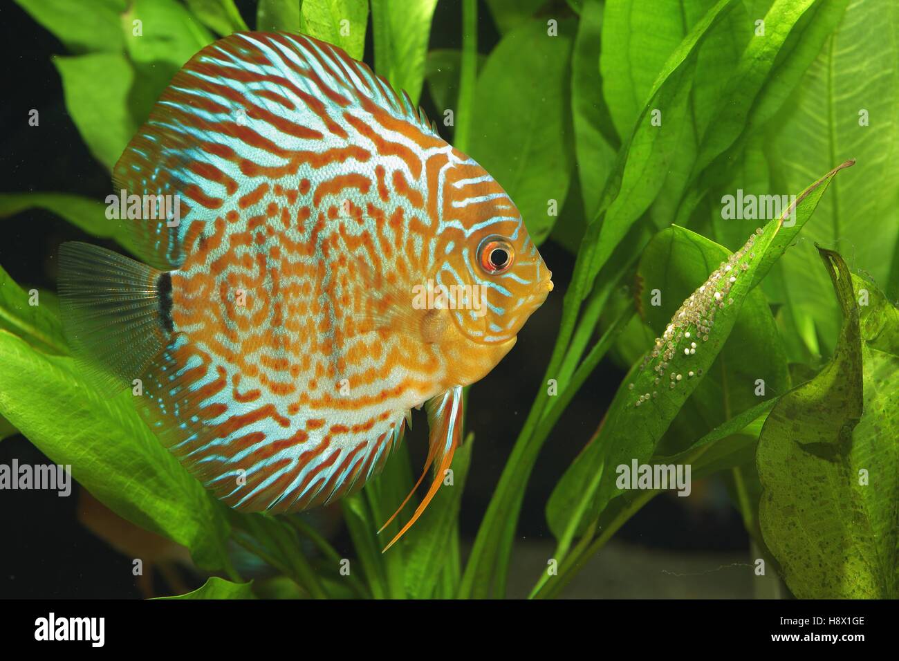 (aequifasciatus Symphysodon) Discus supervising and fanning her eggs Stock Photo