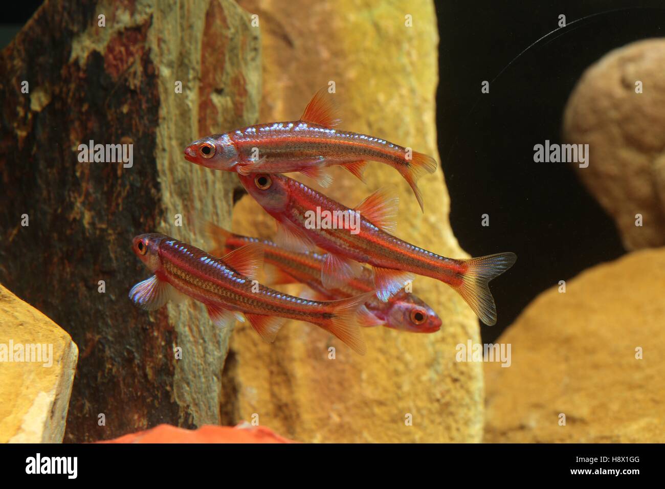 (Notropis Chrosomus) Male in coloration during spawning Stock Photo
