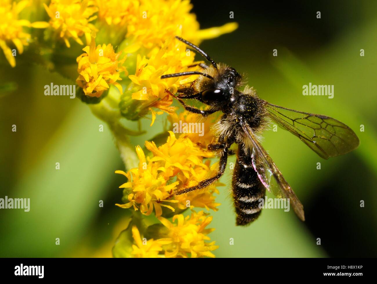 Mining Bee (Andrena denticulata) male on Goldenrod (Solidago virgaurea) 2015 July 16 Northern Vosges Regional Nature Park Stock Photo
