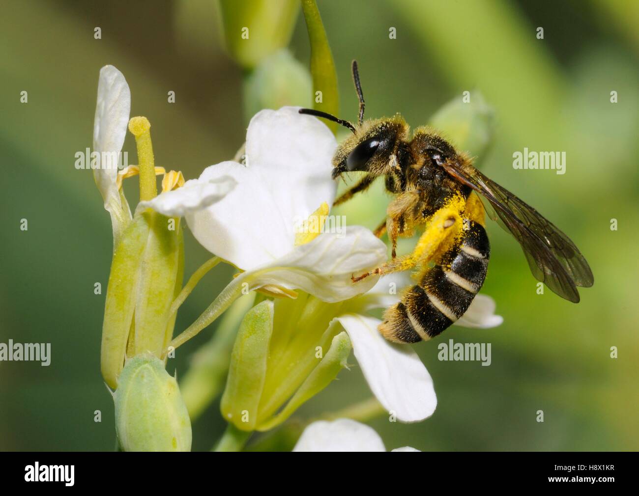 Mining Bee (Andrena dorsata) female on radish flower in garden 2015 July 04 the Northern Vosges Regional Park France ranked Stock Photo
