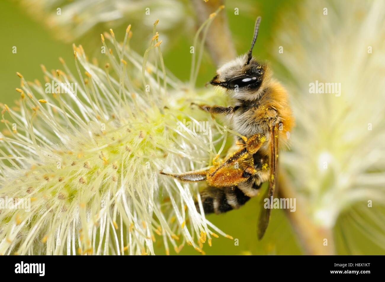 Mining Bee (Andrena gravida) female on Willow catkin (Salix caprea) 14 April 2015 Northern Vosges Regional Nature Park France Stock Photo