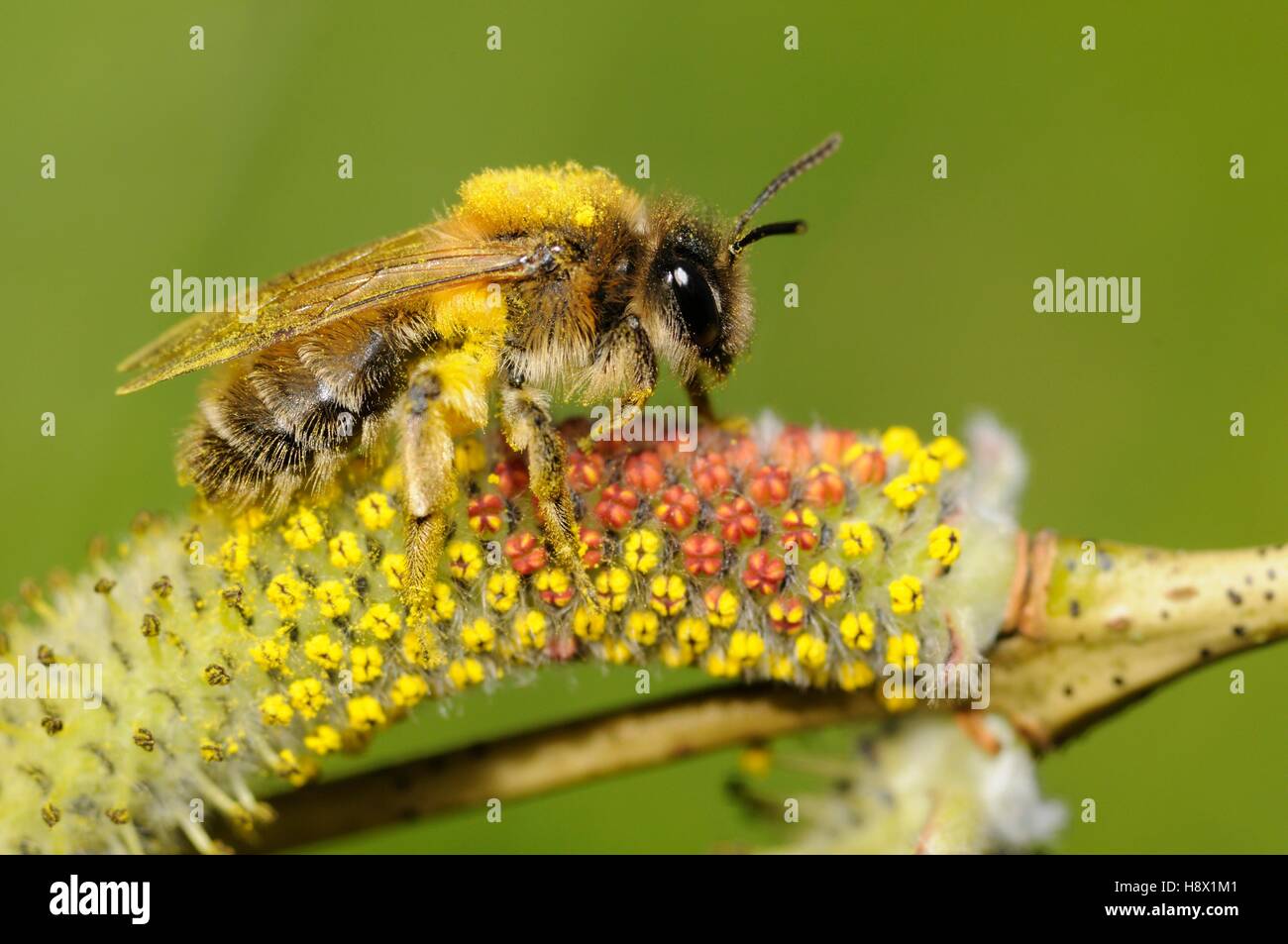 Mining Bee (Andrena praecox) on Willow catkin (Salix purpurea) 2015 April 09 Northern Vosges Regional Nature Park France ranked Stock Photo