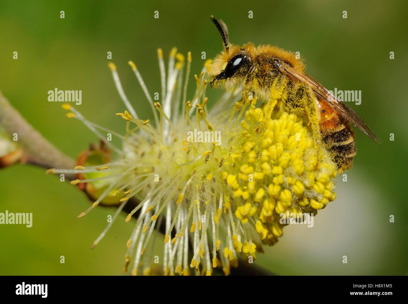Mining Bee (Andrena variabilis) male on Willow catkin (Salix alba) 13 April 2015 Northern Vosges Regional Nature Park France Stock Photo
