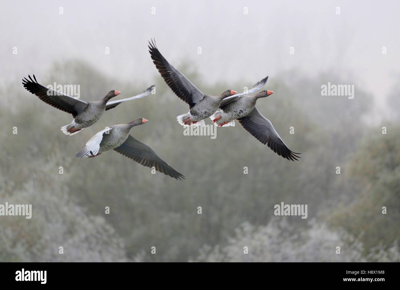 Greylag geese (Anser anser) in flight, November 24 2015, Delta Sauer, Munchhausen, Nature Reserve of Delta Sauer, Alsace, France Stock Photo